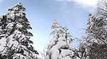 冠雪